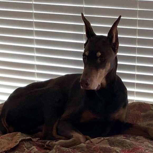 Meet your Posher, Rhett - Picture 4 of 5